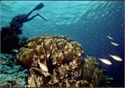 Bonaire 37